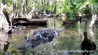 Everglades Mink footage from Fakahatchee