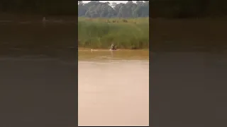 crocodile attack in odisha,jajpur,amatha pur