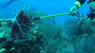 Lionfish Kill