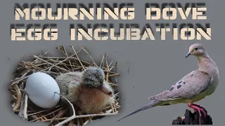 Mourning Dove Egg incubation -  Part 1