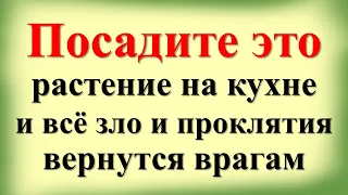 Посадите это растение на кухне и всё зло вернутся врагам. Какие цветы нельзя держать в доме