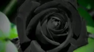 JOHNBLVCK - Чёрная Роза