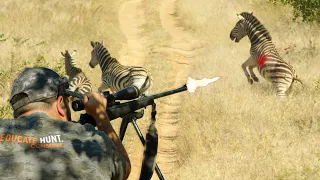 4 Zebras Shot Down | Zimbabwe Zebra Huntin'!