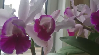 ОРХИДЕЯ КАТТЛЕЯ (CATTLEYA ORCHID)