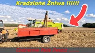 #192 Kradzione Żniwa 2023 !!!! Pszenżyto TADEUS Na Najlepszych Działkach !!!