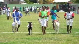 Tobago Heritage - The Love for Goat Race