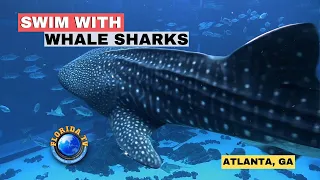 Swim Or Scuba Dive With Whale Sharks Georgia Aquarium Atlanta, GA