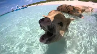 Swimming Pigs Bahamas