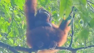 Male Orang Utan, Danum Valley Conservation Area, Sabah, Borneo