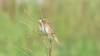 Henslow'sSparrow NEbyRd 5 12 24