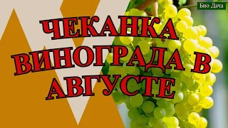 Обрезка винограда в августе.