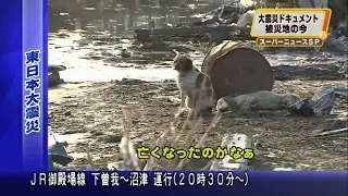 Землетрясение и цунами в Японии. Собачья верность
