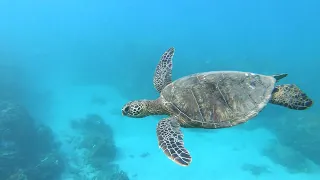Hawaiian Green Sea Turtles | Pride of Maui Turtle Snorkel Cruise