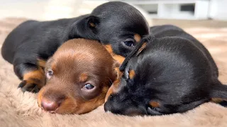 Dachshund puppies- eyes are open.