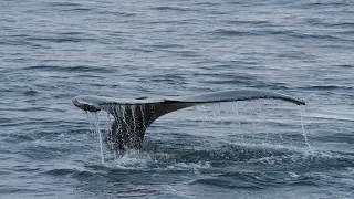 Humpback Whale Song for String Quartet, Contrabassoon, and Waterphone