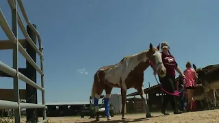 Rescue helps neglected, abused horses