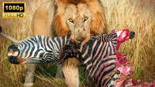 Lion Takes Down Zebra