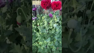 Freely flying thru the opium poppies