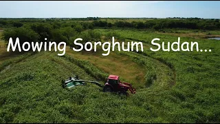 Mowing Sorghum Sudan for hay - 2022!