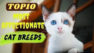 Top 10 Most Affectionate Cat Breeds That Actually Love to Cuddle