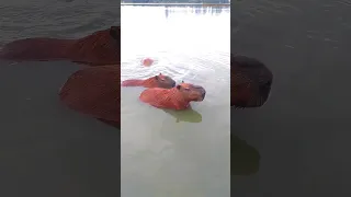 How Capybaras Protect Themselves From Storms