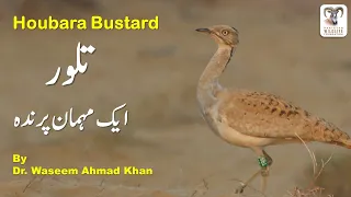 Taloor Bird /  Taloor Bird in Pakistan /  Taloor Hunting