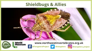 UK Shieldbugs & Allies