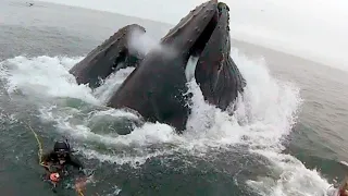 Just look how the humpback whale thanked the diver for his rescue