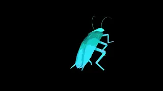 Rainbow cockroach dances to Daft Punk   Around the World 1 hour