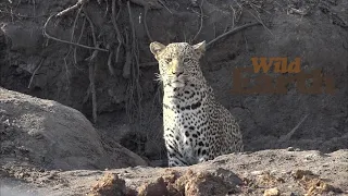 WildEarth - Sunrise - 12 August 2021