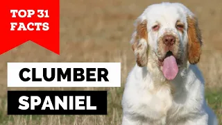 99% of Clumber Spaniel Dog Owners Don't Know This