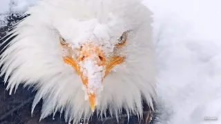 FOBBV🦅A Day In The Life Of Jackie & Shadow💕Donut Turns Into Eagloo❄️Snow On Eyelashes😊2024-04-05