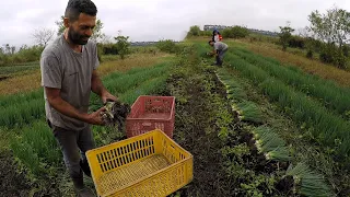 COLHENDO CEBOLINHA DE HORTA COM MAÇO GRAUDO PARA O CLIENTE NÃO RECLAMAR