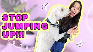 4 Simple Steps to STOP Dog Jumping Up!!! 🐶 Guaranteed to help!