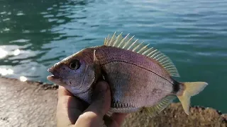 Ловля морского карася на Чёрном море с берега