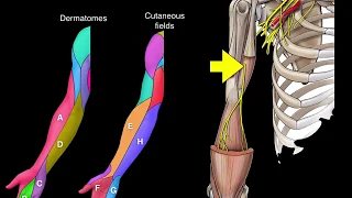 Dermatomes and Cutaneous fields