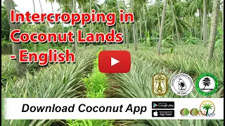 Intercropping in Coconut Lands- English