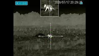 Fox ID and shooting at 65 meters - Night Tech Thermal Scope - MS-42