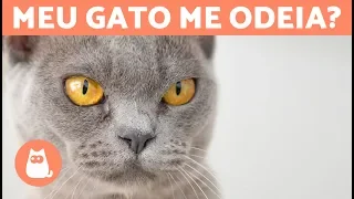 5 sinais de que seu GATO TE ODEIA 😾