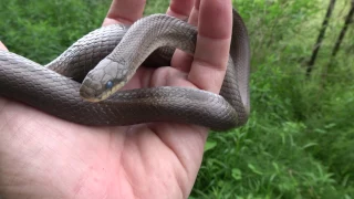 Field Herping Japan | Ratsnakes