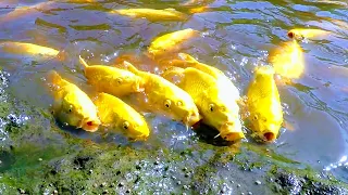 WENIG WASSER im KOITEICH | MUDPOND im HEIßEN SOMMER | yamabuki koi karpfen wachsen schnell