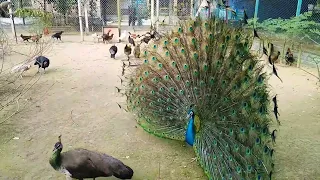 Peacock Dance at HSTU Veterinary Research Farm