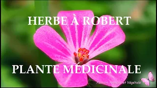 Géranium Herbe à Robert, plante sauvage comestible et médicinale.