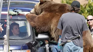 19 Scariest Bear Encounters Caught on Camera