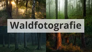 TIPPS zur NATURFOTOGRAFIE im WALD