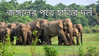 Early morning Incident  ||  Asian Elephant