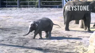 Neuer Elefantenpark für Kinderzoo - Knie - Rapperswil