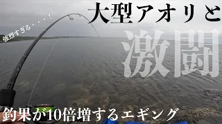 【エギング】大型アオリイカとの激闘！釣果を10倍増させるエギングがこれだ！