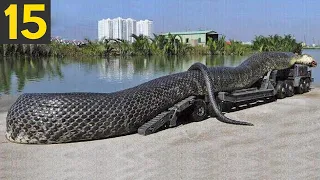 15 Biggest Snakes Ever Found