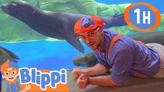 Blippi Swims with Seals! | 1 HOUR BEST OF BLIPPI ANIMALS | Educational Videos for Kids | Blippi Toys
